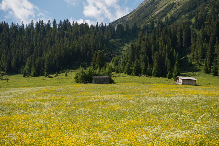 Lech im Sommer Wald und Wiesen in Lech am Arlberg