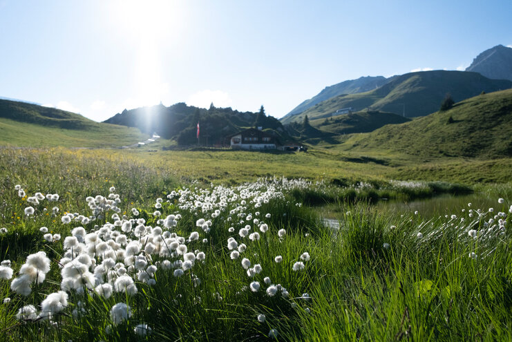 Almwiese Almwiese mit Almhütte