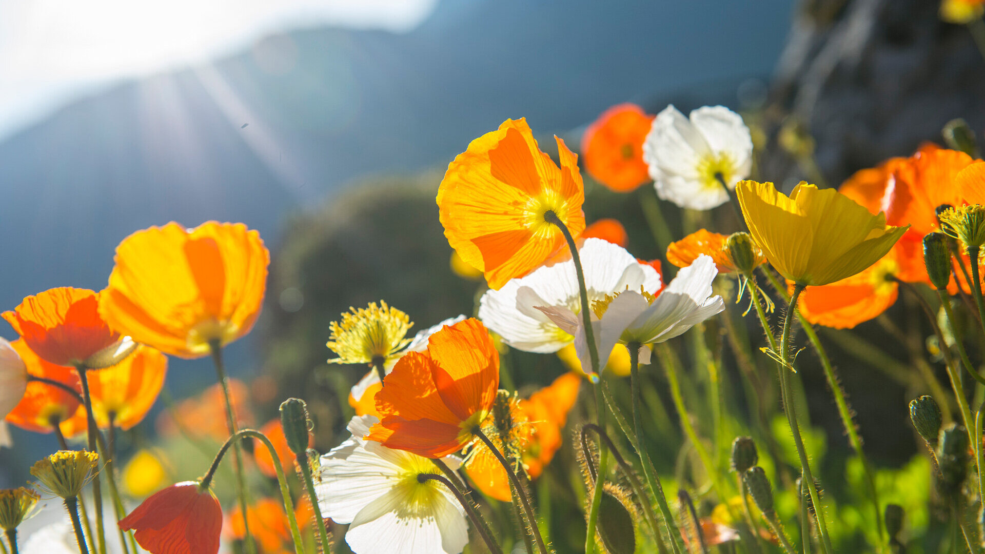 Mohnblumen am Feld