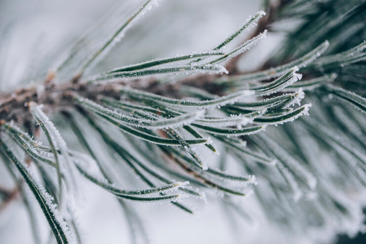 Winteridylle Frost auf Tannennadeln