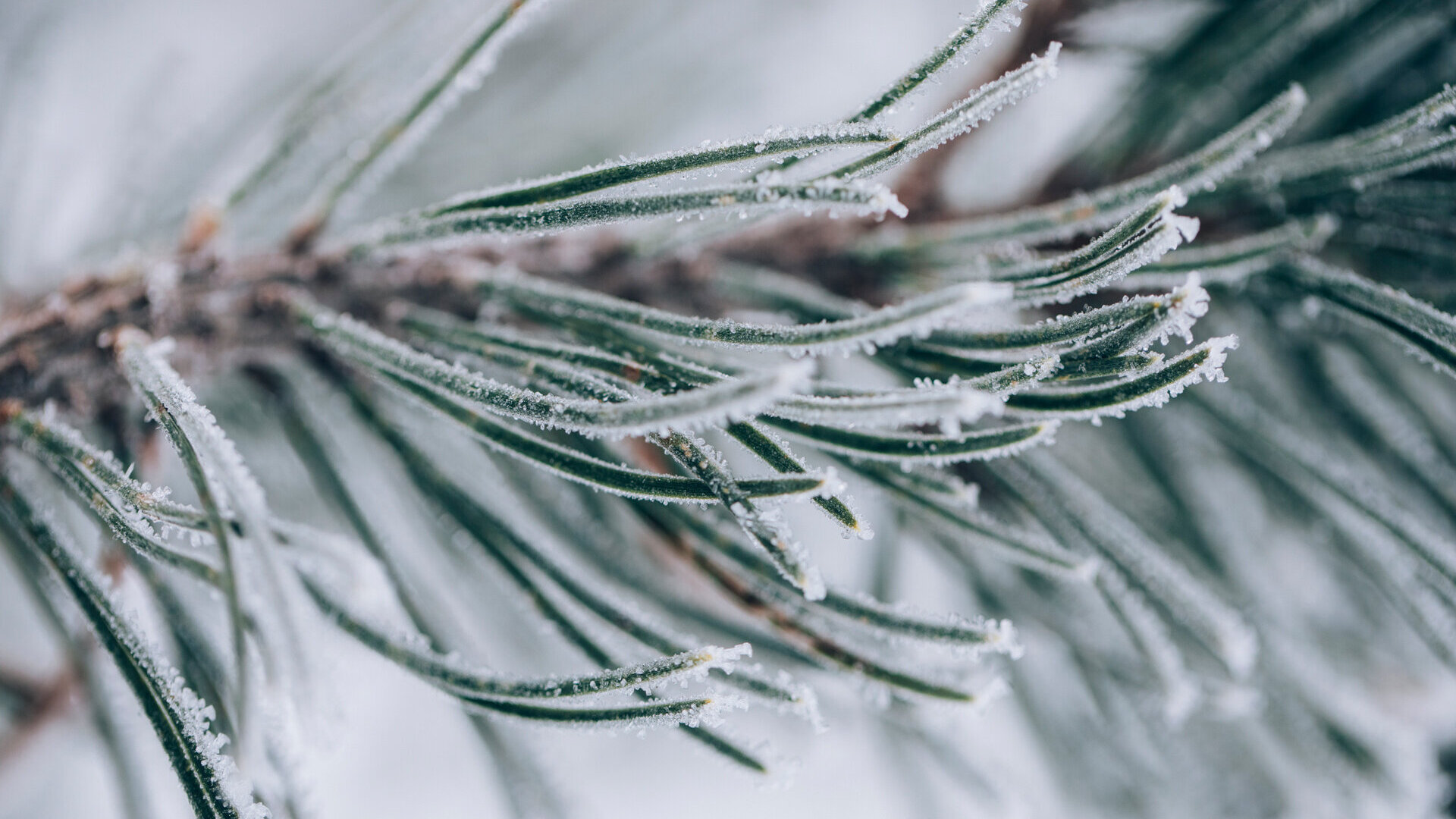 Frost auf Tannennadeln