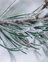 Frost auf Tannennadeln