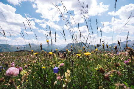 Blühende Bergwiese