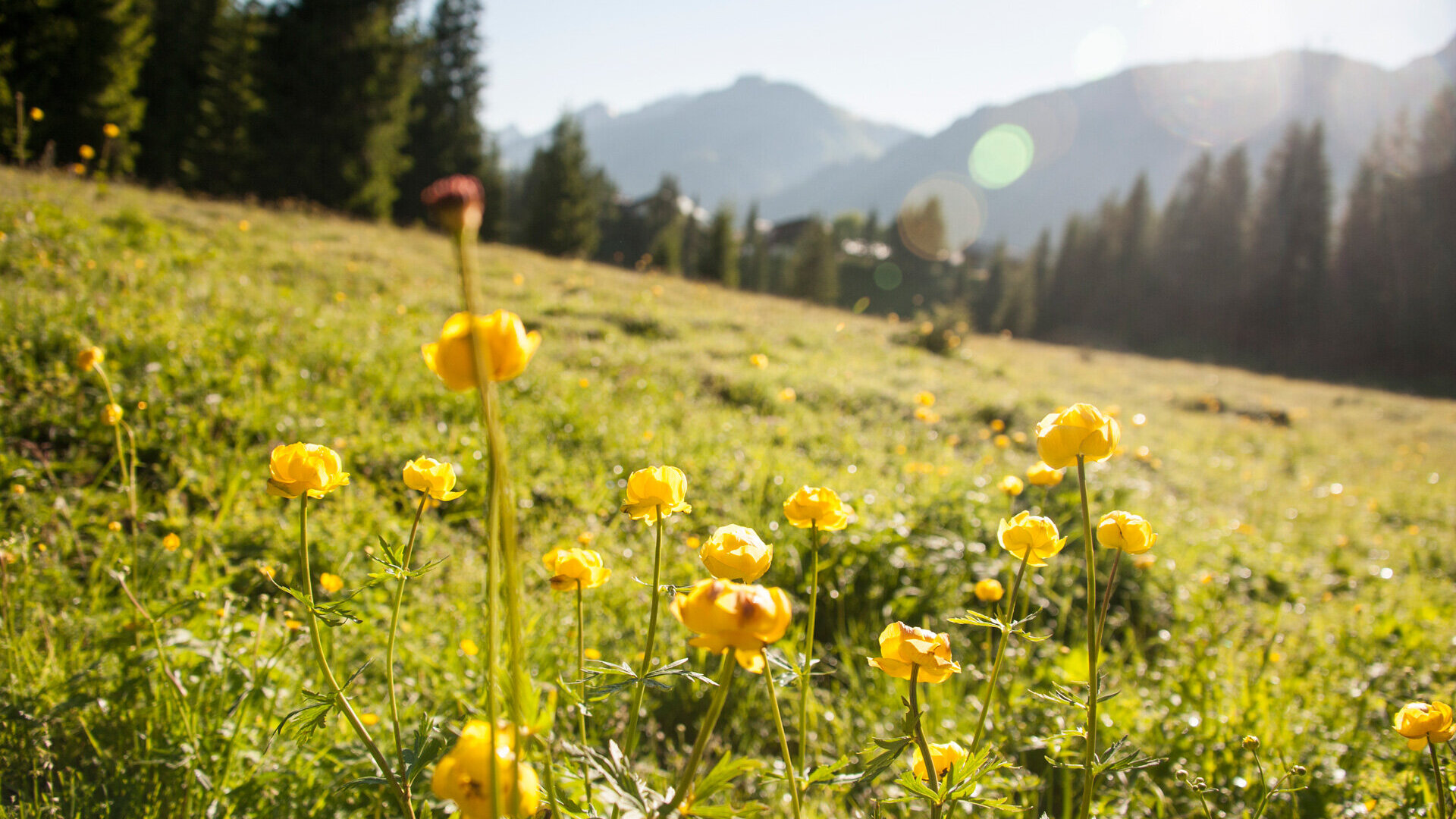 Gelbe Blumen auf Almwiese