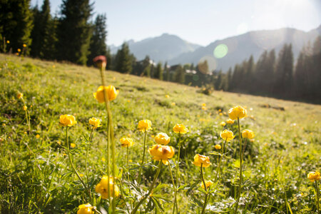 Gelbe Blumen auf Almwiese