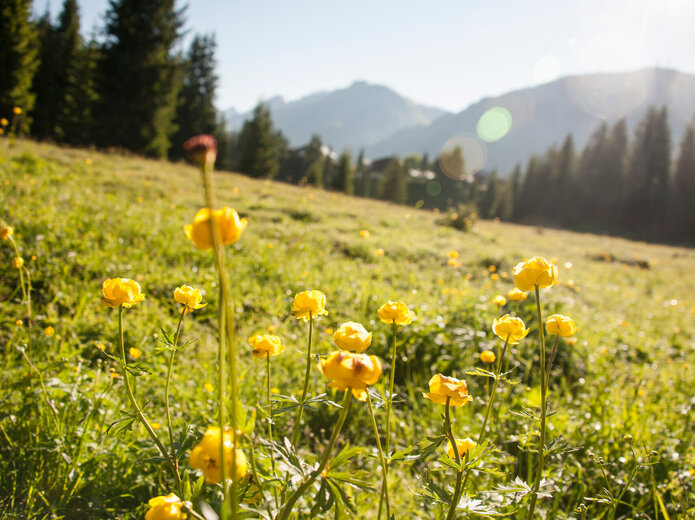 Gelbe Blumen auf Almwiese
